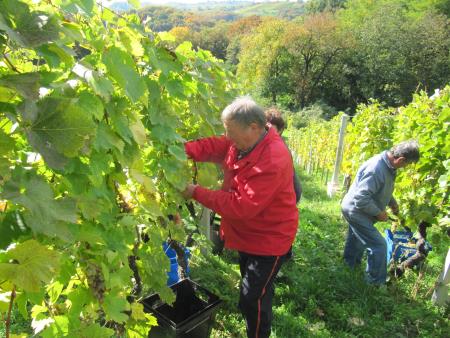 Člani TND Razkrižje obdelujejo vinograd v Šprincu 12